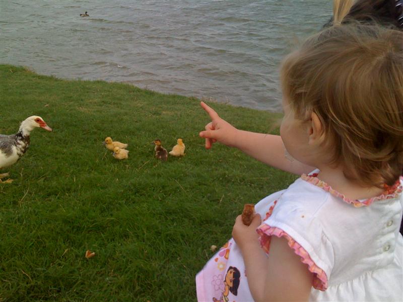 Jess_DuckFeeding.jpg - I asked for it and Mummy, Daddy & Alex took me to go feed the ducks and while we were there, ducklings came over...  I liked the little ducks!