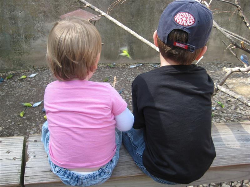 Jess_Zoo-ParakeetCage-11.JPG - ... "Yup, been sitting here for 15 minutes, with this dumb seed-stick?  Boy they sure are flocking right over!... NOT!"