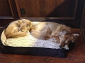 DogsInMemoryBed