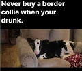 DrunkBorderCollie