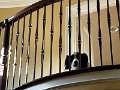 Zoey_ChillinTopOfStairs_2022-10 (2)